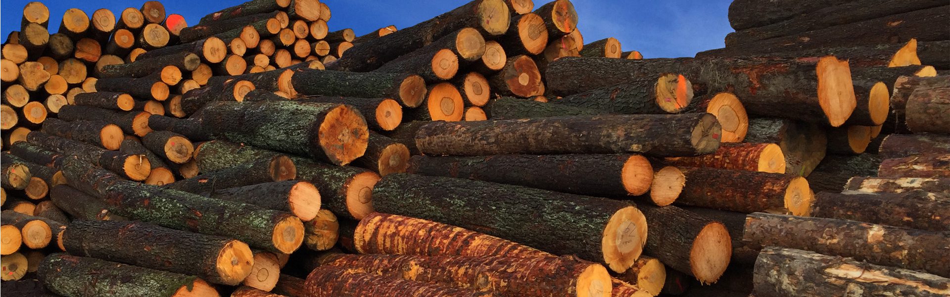 logs drewno okrąłe woodinter