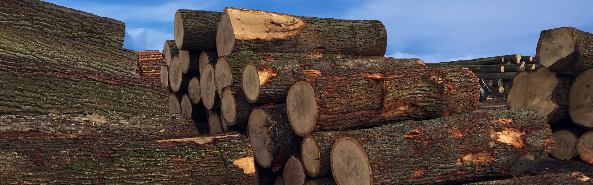 logs drewno okrąłe woodinter